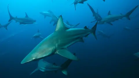 Getty Images Blacktip sharks pictured in the Indian Ocean off South Africa
