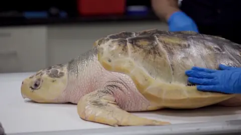 Rhossi an endangered turtle is seen.