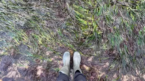 Sophie Giles The photographer is looking down at her green wellington boots as she stands on the edge of a seagrass bed at low tide. The grass is wet and flat with small patches of sand visible in between.