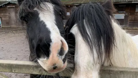 Dawn Dingwall Two horses, one white and one black with a white nose stripe, poking their heads over a fence.