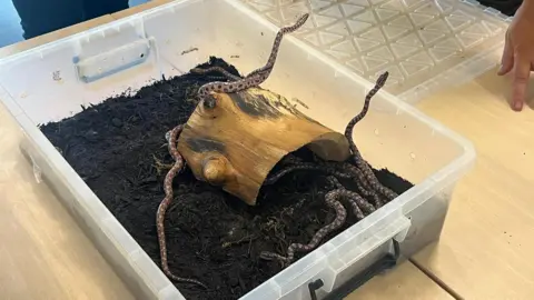 Multiple baby snakes in a plastic container which is full of soil and contains a piece from a wooden log. The snakes are wriggling in the box and some have wrapped around the log.