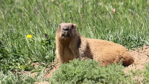Getty Images A marmot rests in a sunny field near a dandelion