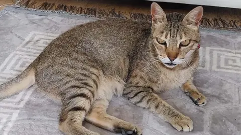 The grey/brown coloured cat with stripes on its legs stares malevolently towards the camera. 