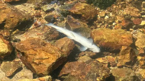 An image of a silver fish in the St Austell River.