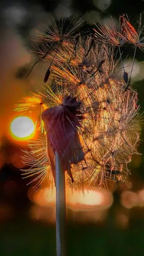 Joanna Kaczorowska A close view of a dandelion 