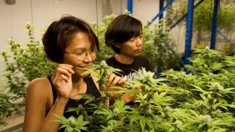 Thanyarat Doksone/BBC A woman holds a cannabis leaf to her nose, surrounded by cannabis plants, with a young man standing behind her