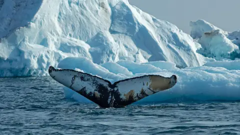 Fernando Ugarte The image shows a humpback whale fluke emerging from blue, slightly choppy waters with icebergs in the background. This is a diving humpback whale, feeding among the broken sea ice of East Greenland. 