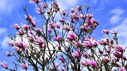 Bright pink flowers adorn a tree with blue cloudy sky behind