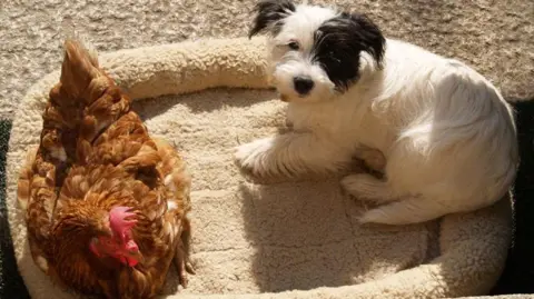 BHWT Hen and dog sat in bed together