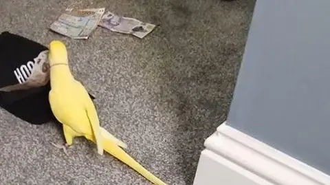 Police handout Yellow parrot picking up a £10 note in its beak from the floor with grey carpet near a black baseball cap with a £20 note. 