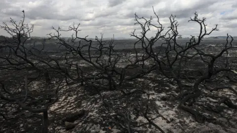 PA Media Heathland has been burnt after a wildfire which has left branches with no leaves. In the horizon there is smoke and trees. 