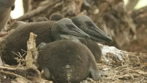 Emma Rigby / Sharon Donovan Two pelican chicks sitting side by side in a woody area. They are fluffy, brown and have black beaks.
