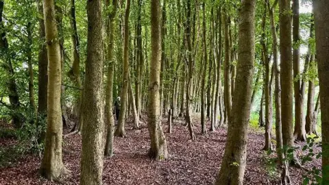 Susy and Dafydd/BBC Trees in a forrest 