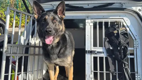 GMP German shepherd dog Nova in the back of a police van. With characteristic black and tan markings, Nova has its large pink tongue sticking out