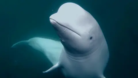 Norwegian Orca Survey Tame beluga whale in the ocean