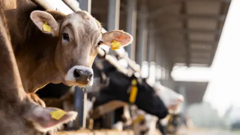 Getty Images Cattle