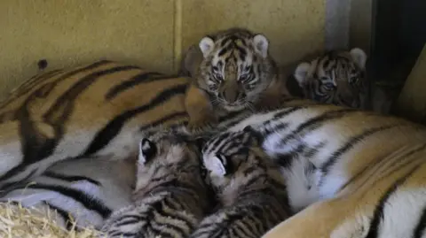 Ian Turner/ Longleat A load of tiger cubs on their mum