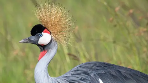 Getty Images Close-up dari crane berwarna abu-abu yang menunjukkan lambang emas, wajah merah, hitam dan putih, paruh abu-abu dengan bulu hitam abu-abu dengan lahan basah hijau di latar belakang