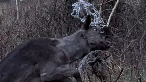 A brown deer stuck by his head in a small tree because of some white netting.