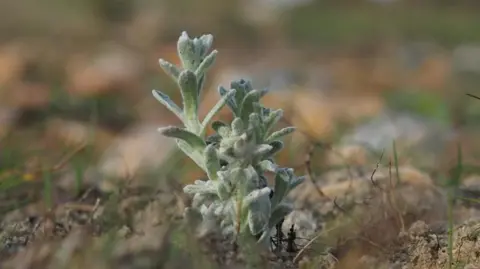 A close up image of a small Cottonweed plant