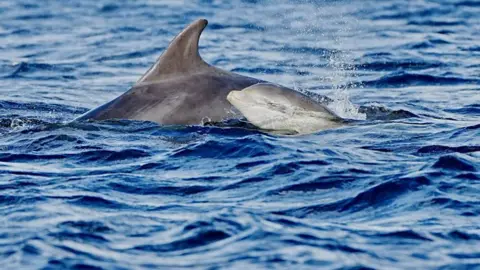 Sue King A dolphin calf and adult dolphin appearing through blue sea waves.