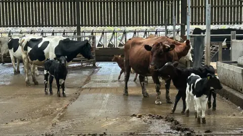 Cows and calves are raised together in dairy cows