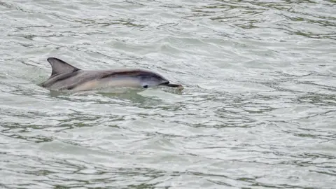 A dolphin in the sea with head and top of body visible above water