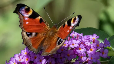 Getty Images A butterfly perches on a pretty purple flower.