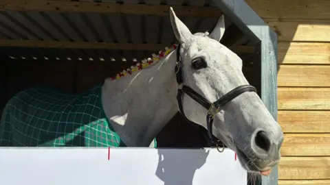 A close up of a grey horse's head looking out of a stable door.