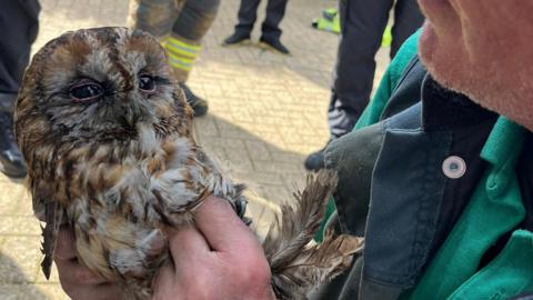 A tawny owl rescued from a chimney