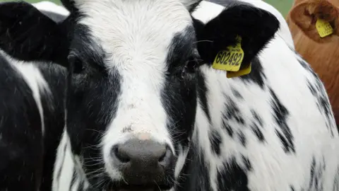 Close up of a cow's face