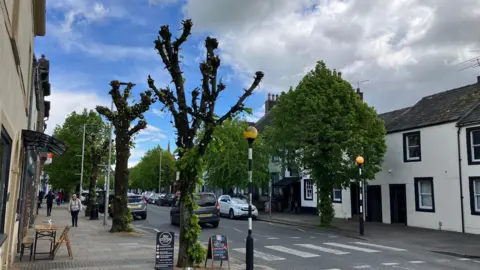 Two pollarded trees along Main Street in Cockermouth. They have Christmas lights still hanging from them. In the background and in the opposite pavement there are trees in full leaf that look green and lush.