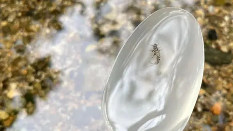 A black bug with six legs swims in water held in a clear plastic spoon above a river bed.
