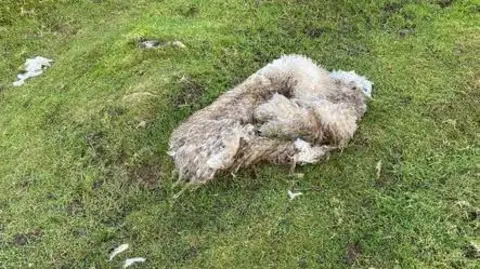 Remains of what police believe is a skinned sheep found in a field in Derbyshire