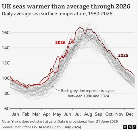 A graph showing daily average sea surface temperatures for every year from 1980 to 2026. They form a bell curve, with the peak around July and August and the lowest point in February and March. Years from 1980 to 2024 are shown as grey lines. A single dark red line shows temperatures for 2025 and a lighter red line shows temperatures for 2026 so far. For each day of 2025 and 2026, the red line is above almost all other grey lines, showing previous years.
