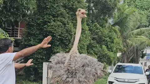 Ostrich roaming the streets of Kerala