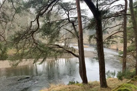 Elaine O'Shea Tree branches overhanging a river. The river has a bend in it and you can see the shale bank on the other side.