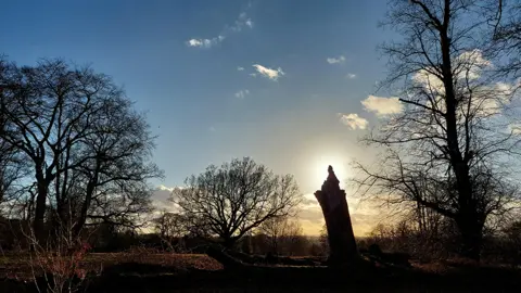 The Blue Yonder / BBC Weather Watchers Woodland in Bushbury. A tree stump is silhouetted in front of the setting sun