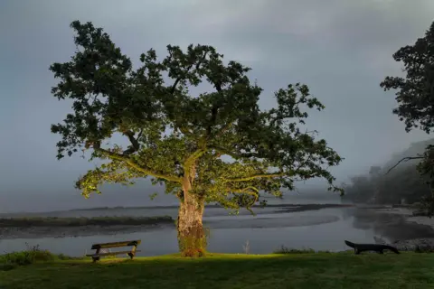 Emmanuel Boitier Terre Sauvage A Common Oak stands partially illuminated by artificial lighting near a calm riverbank. 
