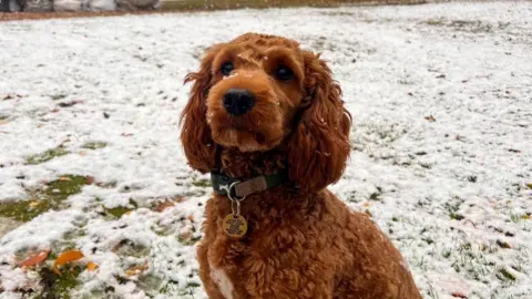 Jo-Jo A brown cockapoo-type dog can be seen in the snow looking at the camera. The grass behind is covered in a dusting of the white stuff.