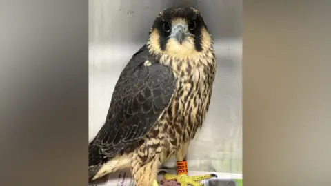 Peregrine falcon known as 4BB