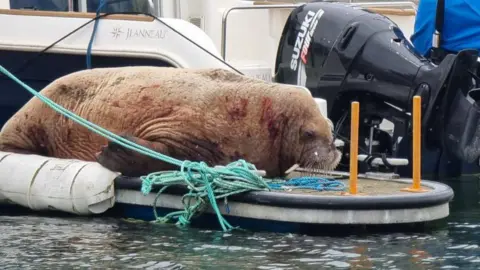 a walrus resting on a jetty in front of a boat