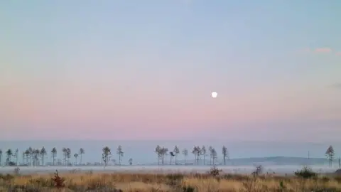 Peter Gallacher Trees under a pastel sky of blues, pinks and oranges.