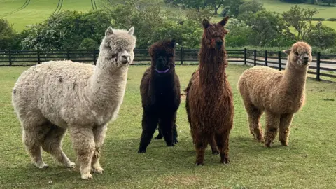 Four alpacas standing in a paddock. Thet have thick coats of fur, in a variety of colours.