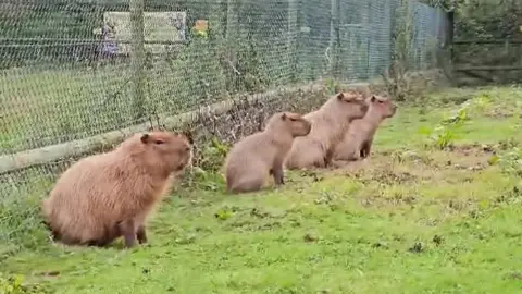 Hoo Zoo Four capybaras - rescued Cinnamon with her brother Churro and her parents - seen together in a field