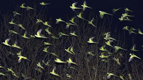 Getty Images Scores of parakeets fly past a tree at night.