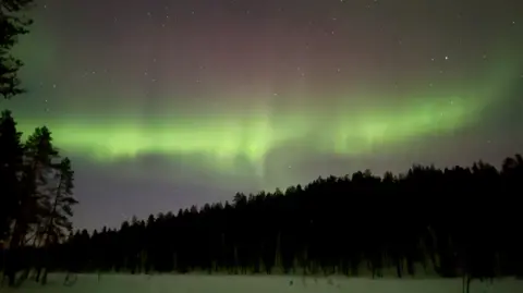 Rob Wilkinson The arctic at night with northern lights. The sky is lit up in green and a very faint red. Snow and fir trees can be seen in the image.