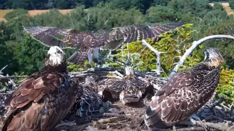 A juvenile osprey spreads its wings before taking flight, observed by two ospreys in the foreground. Two others in the nest appear to be asleep.