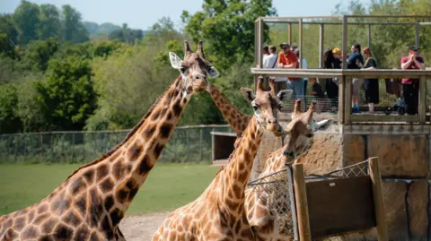 Longleat/Tom Anders A trio of giraffes look at the camera while in the background visitors watch them from a viewing platform at Longleat in Wiltshire