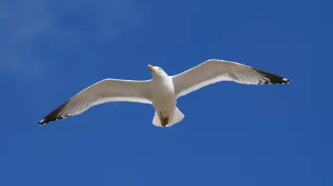 Getty A seagull flying in the Brighton sky.